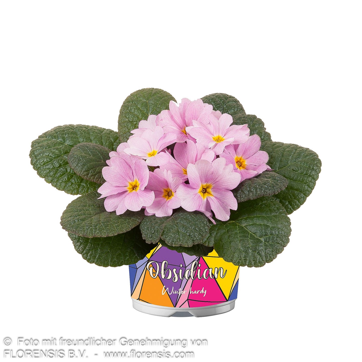 Garten-Primel 'Obsidian Rose Antique' (Primula vulgaris)