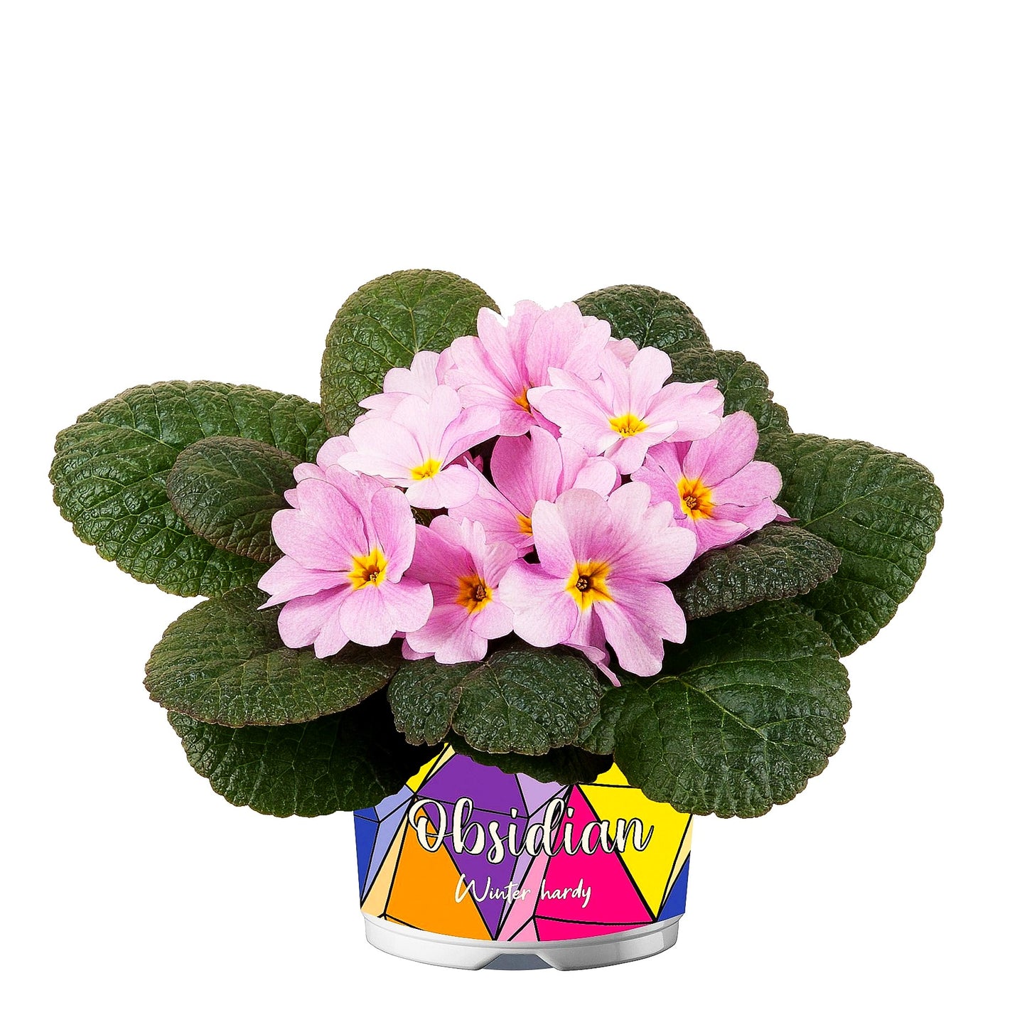 Garten-Primel 'Obsidian Rose Antique' (Primula vulgaris)