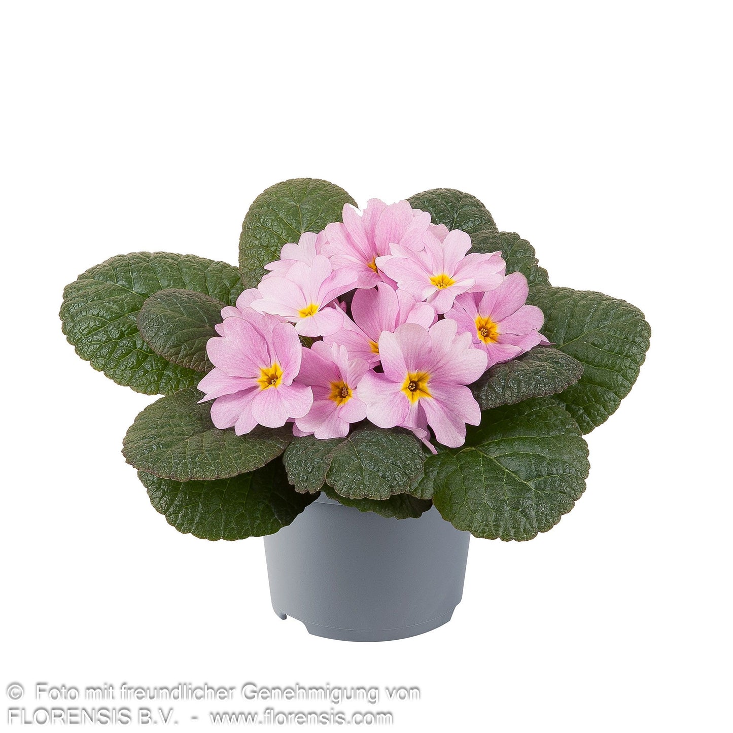 Garten-Primel 'Obsidian Rose Antique' (Primula vulgaris)
