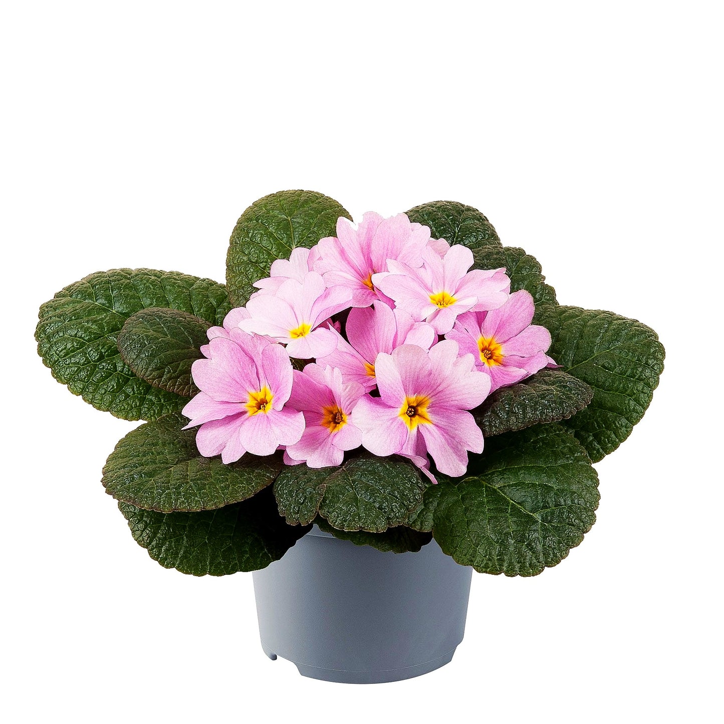 Garten-Primel 'Obsidian Rose Antique' (Primula vulgaris)