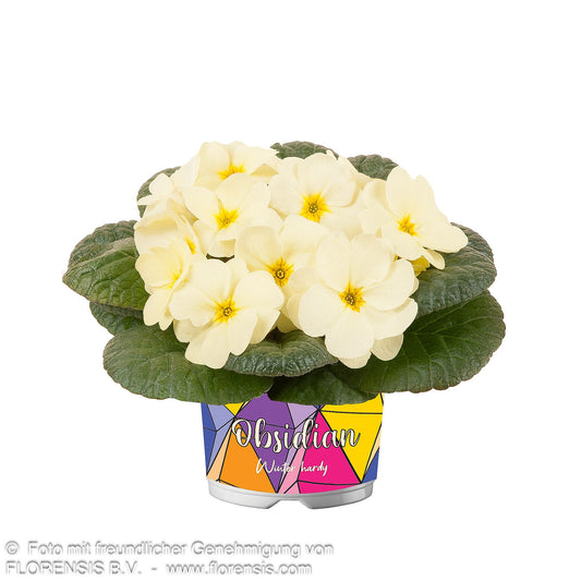 Garten-Primel 'Obsidian Yellow Light' (Primula vulgaris)