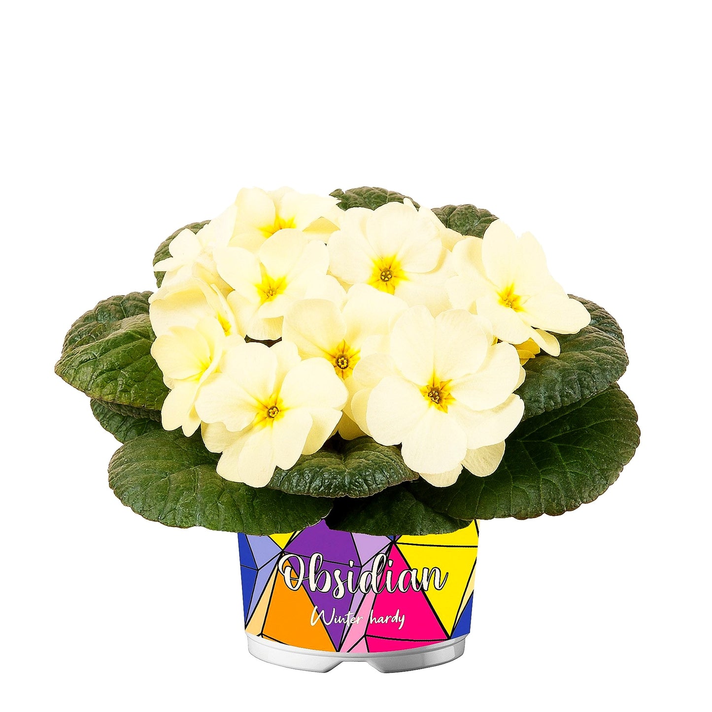 Garten-Primel 'Obsidian Yellow Light' (Primula vulgaris)