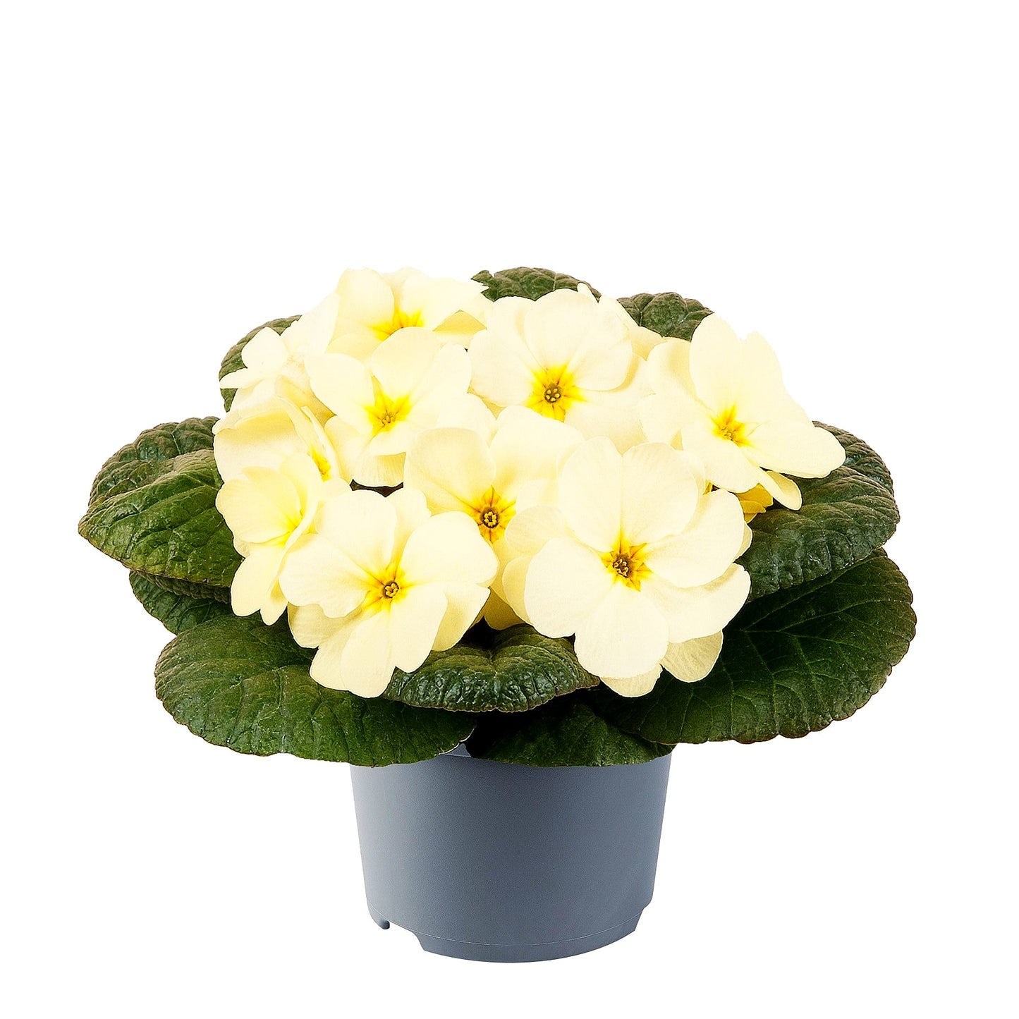 Garten-Primel 'Obsidian Yellow Light' (Primula vulgaris)
