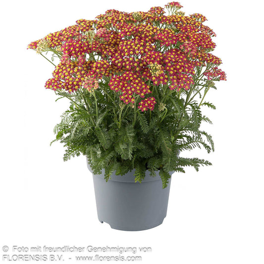 Garten-Schaf-Garbe 'Milly Rock Cherry' (Achillea millef.)