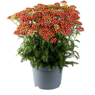 Garten-Schaf-Garbe 'Milly Rock Cherry' (Achillea millef.)