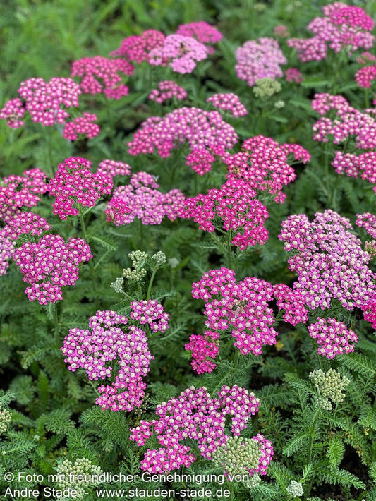 Garten-Schaf-Garbe 'Milly Rock Rose' (Achillea millef.)