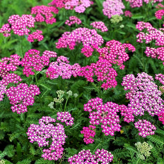 Garten-Schaf-Garbe 'Milly Rock Rose' (Achillea millef.)