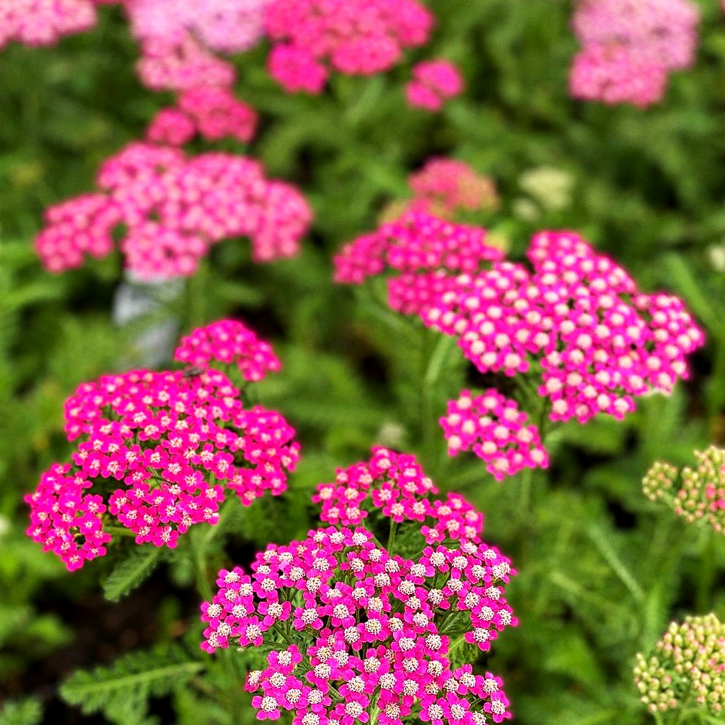 Garten-Schaf-Garbe 'Milly Rock Rose' (Achillea millef.)