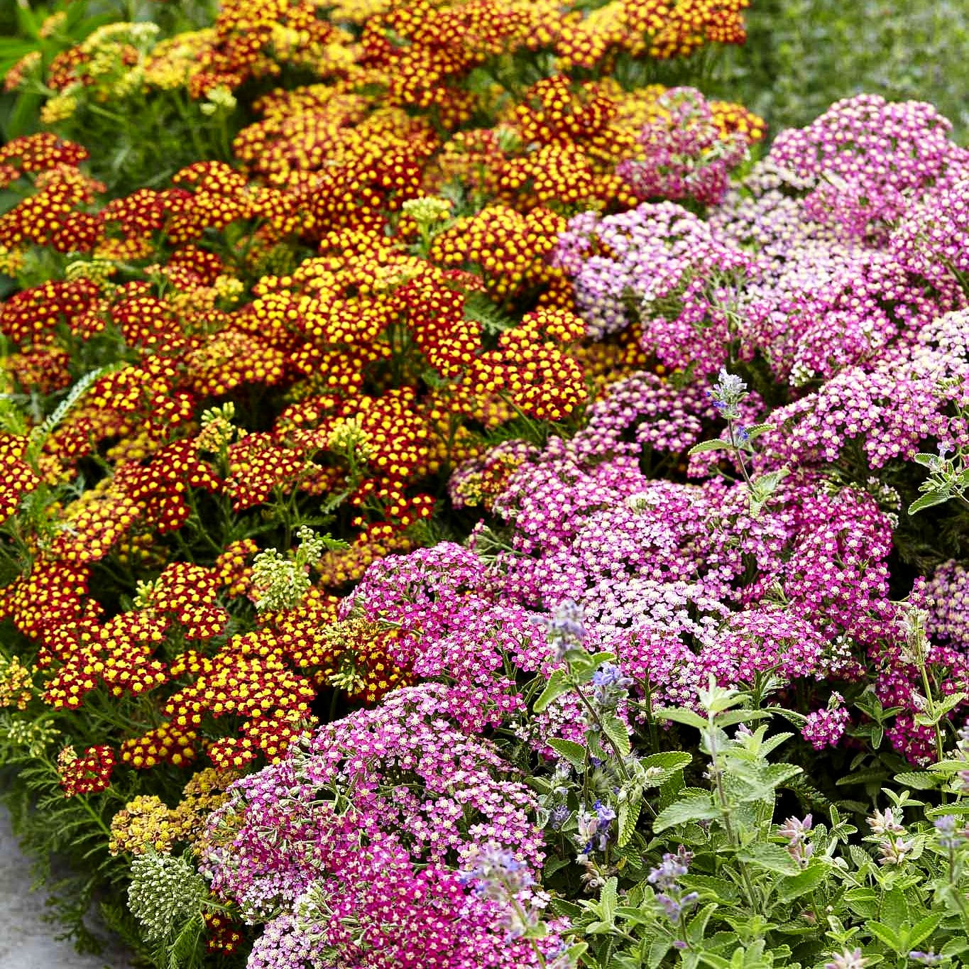 Garten-Schaf-Garbe 'Milly Rock Rose' (Achillea millef.)