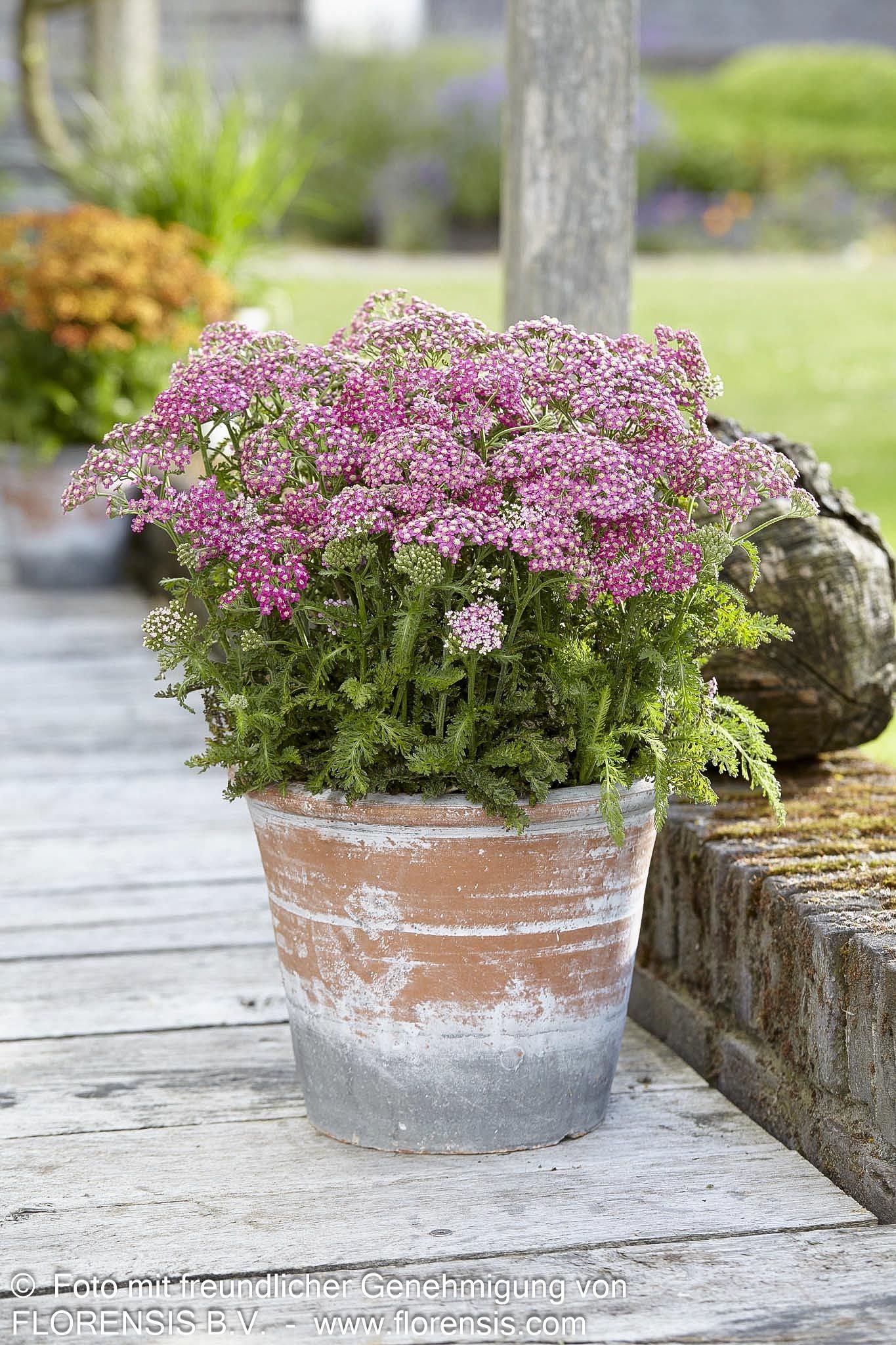 Garten-Schaf-Garbe 'Milly Rock Rose' (Achillea millef.)
