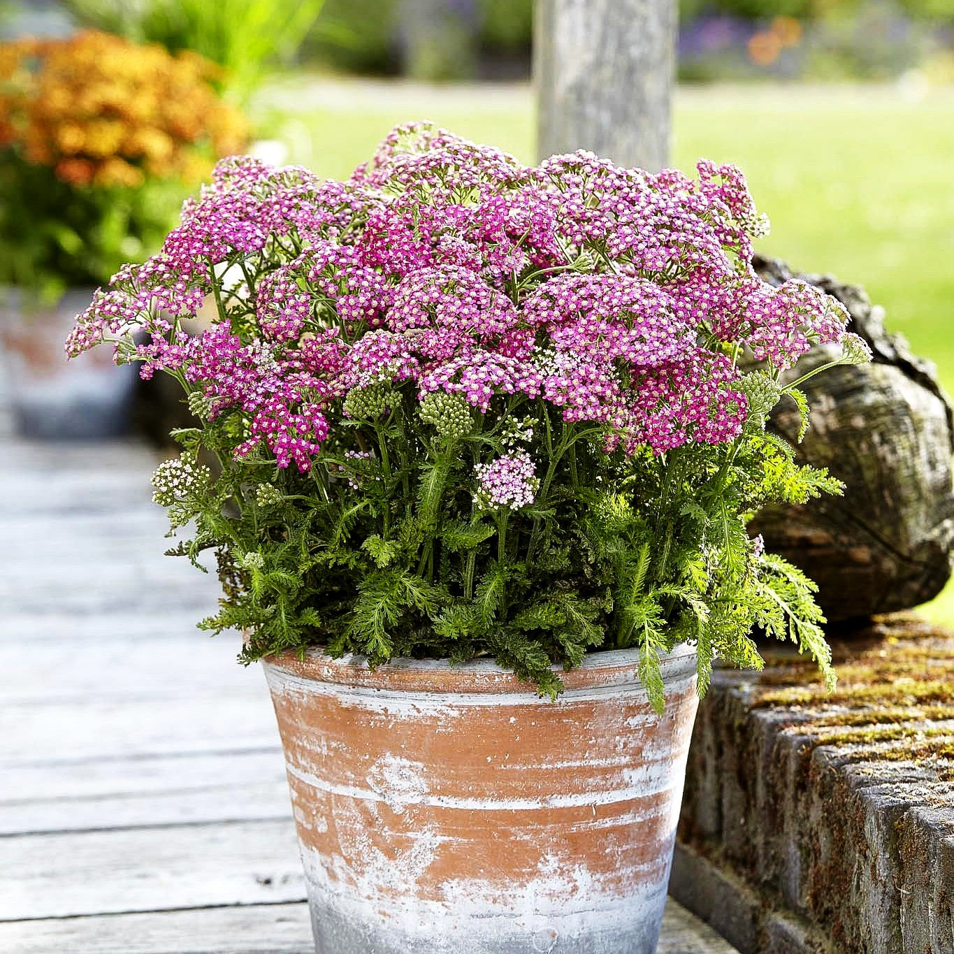 Garten-Schaf-Garbe 'Milly Rock Rose' (Achillea millef.)