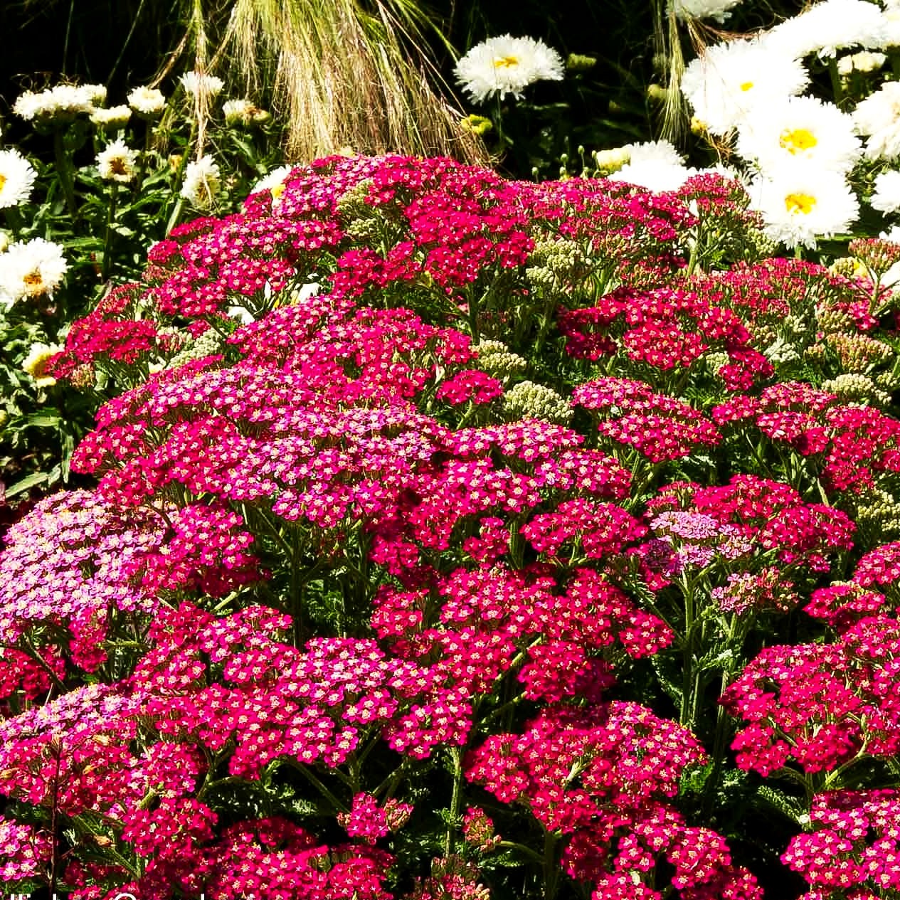 Garten-Schaf-Garbe 'Milly Rock Rose' (Achillea millef.)