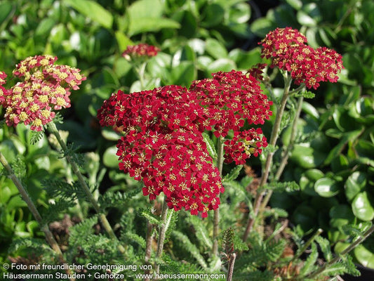 Garten-Schaf-Garbe 'Summer Fruits Carmine' (Achillea millef.)
