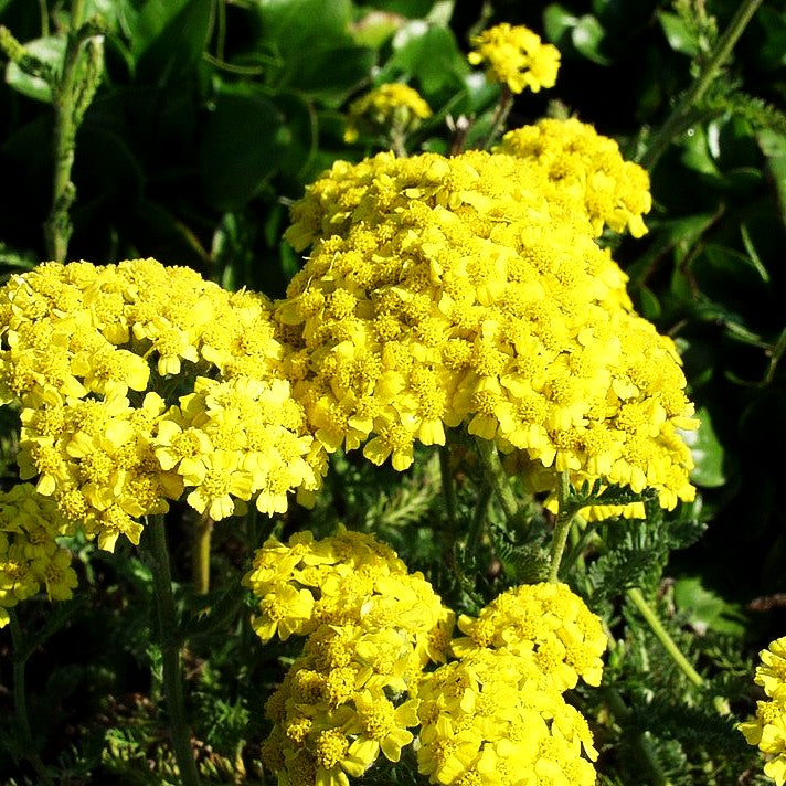 Garten-Schaf-Garbe 'Summer Fruits Lemon' (Achillea millef.)