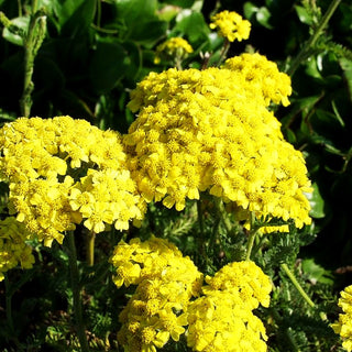 Garten-Schaf-Garbe 'Summer Fruits Lemon' (Achillea millef.)