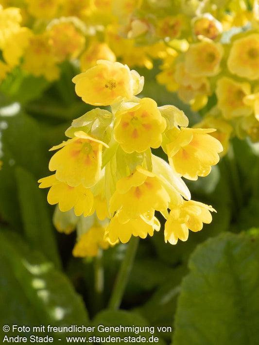 Garten-Schlüsselblume 'Cabrillo' (Primula veris)