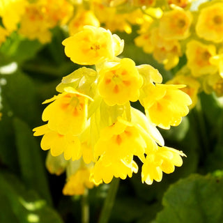 Garten-Schlüsselblume 'Cabrillo' (Primula veris)