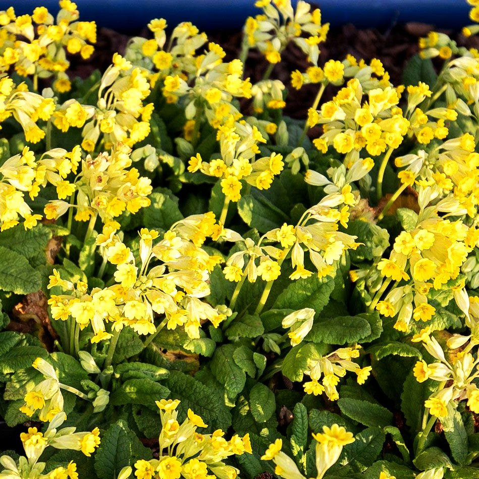 Garten-Schlüsselblume 'Cabrillo' (Primula veris)