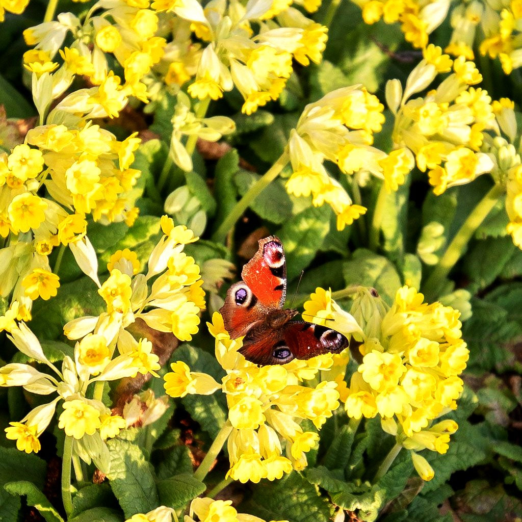 Garten-Schlüsselblume 'Cabrillo' (Primula veris)