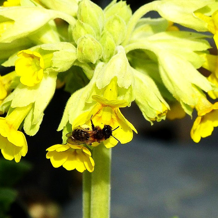 Garten-Schlüsselblume 'Cabrillo' (Primula veris)