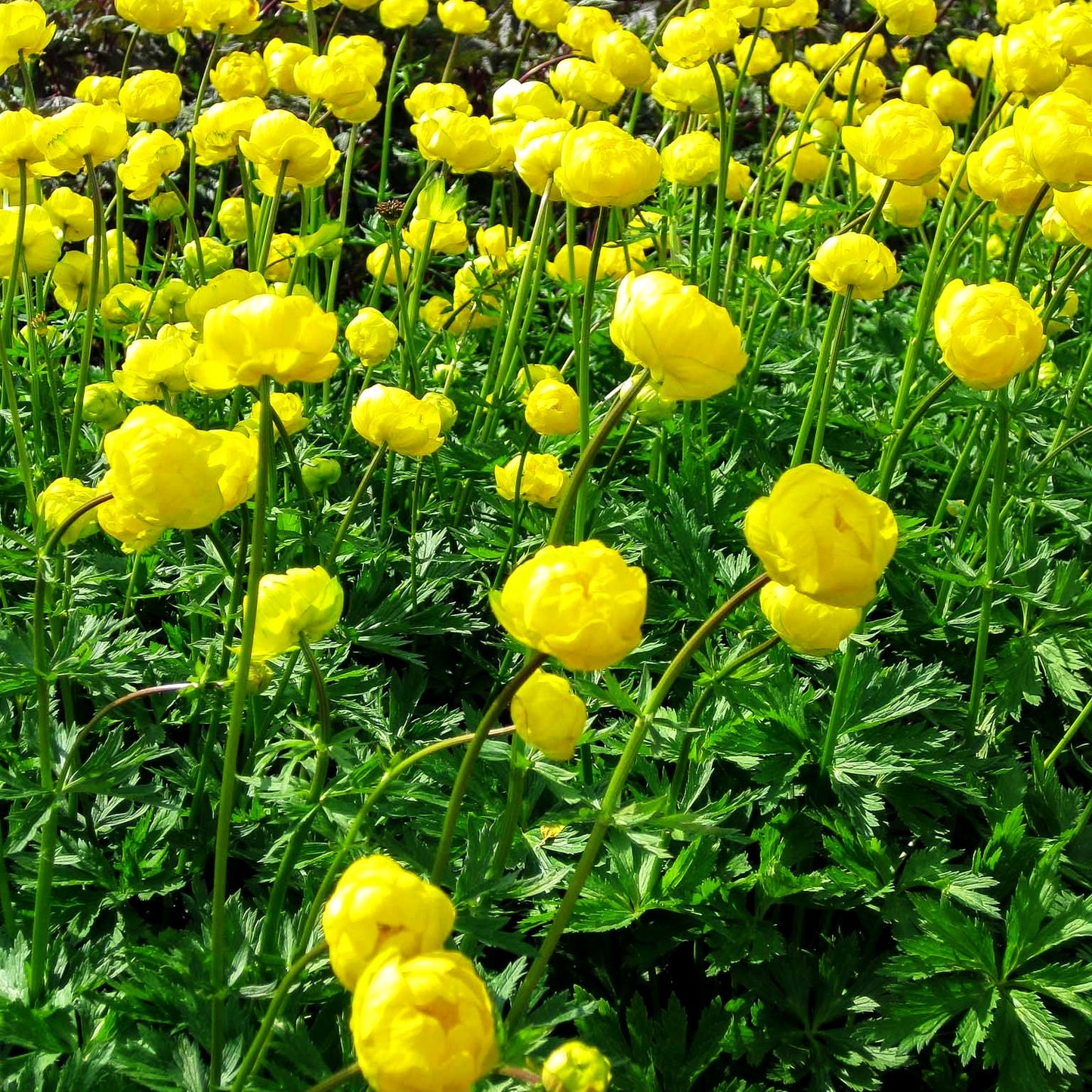Garten-Trollblume 'Lemon Queen' (Trollius x cult.)