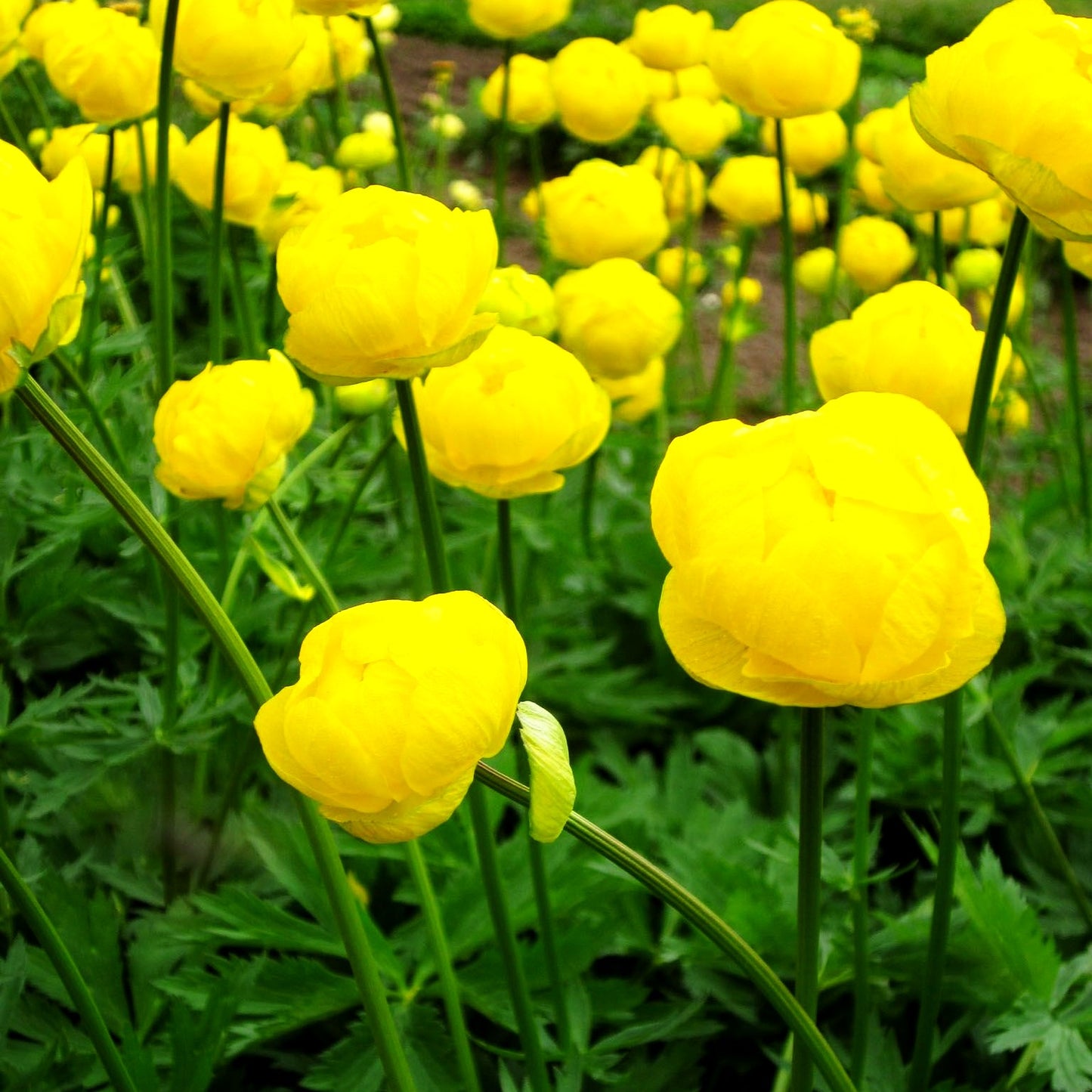 Garten-Trollblume 'Lemon Queen' (Trollius x cult.)