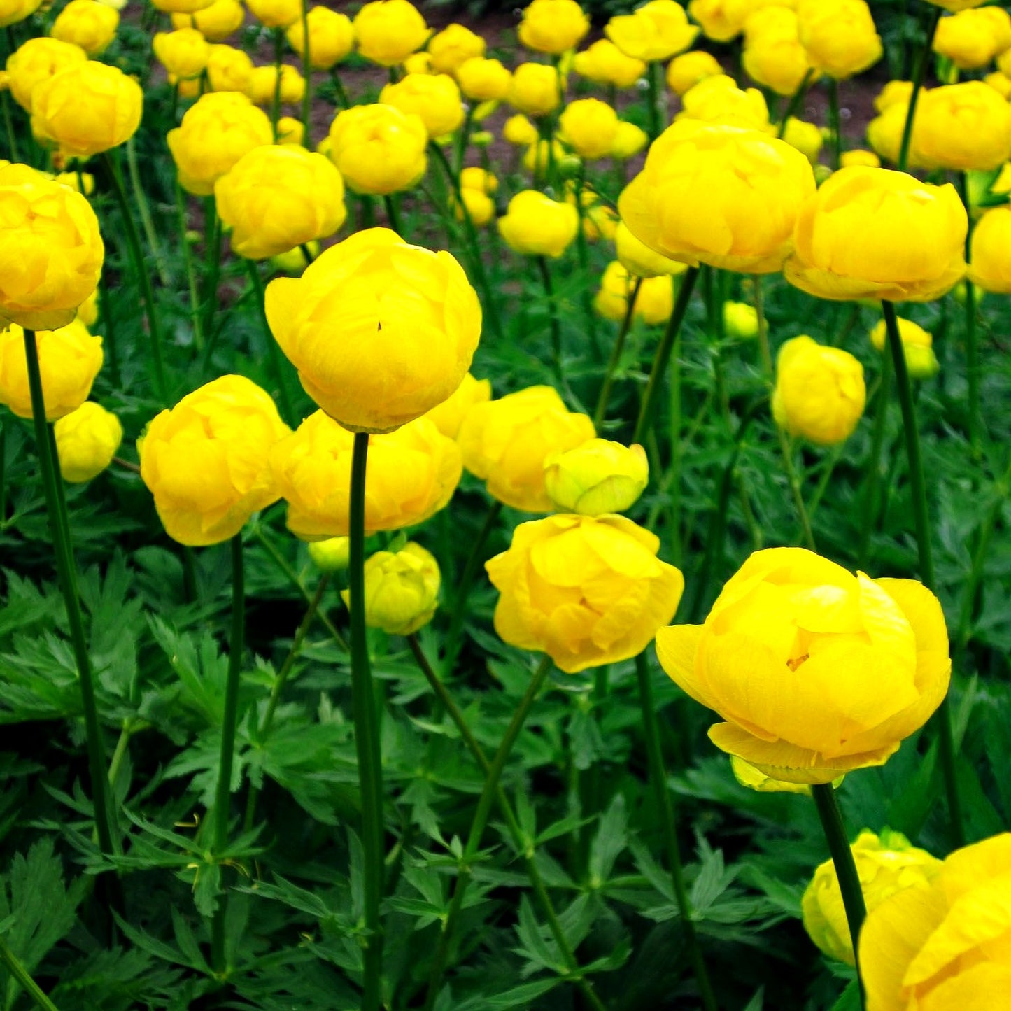 Garten-Trollblume 'Lemon Queen' (Trollius x cult.)
