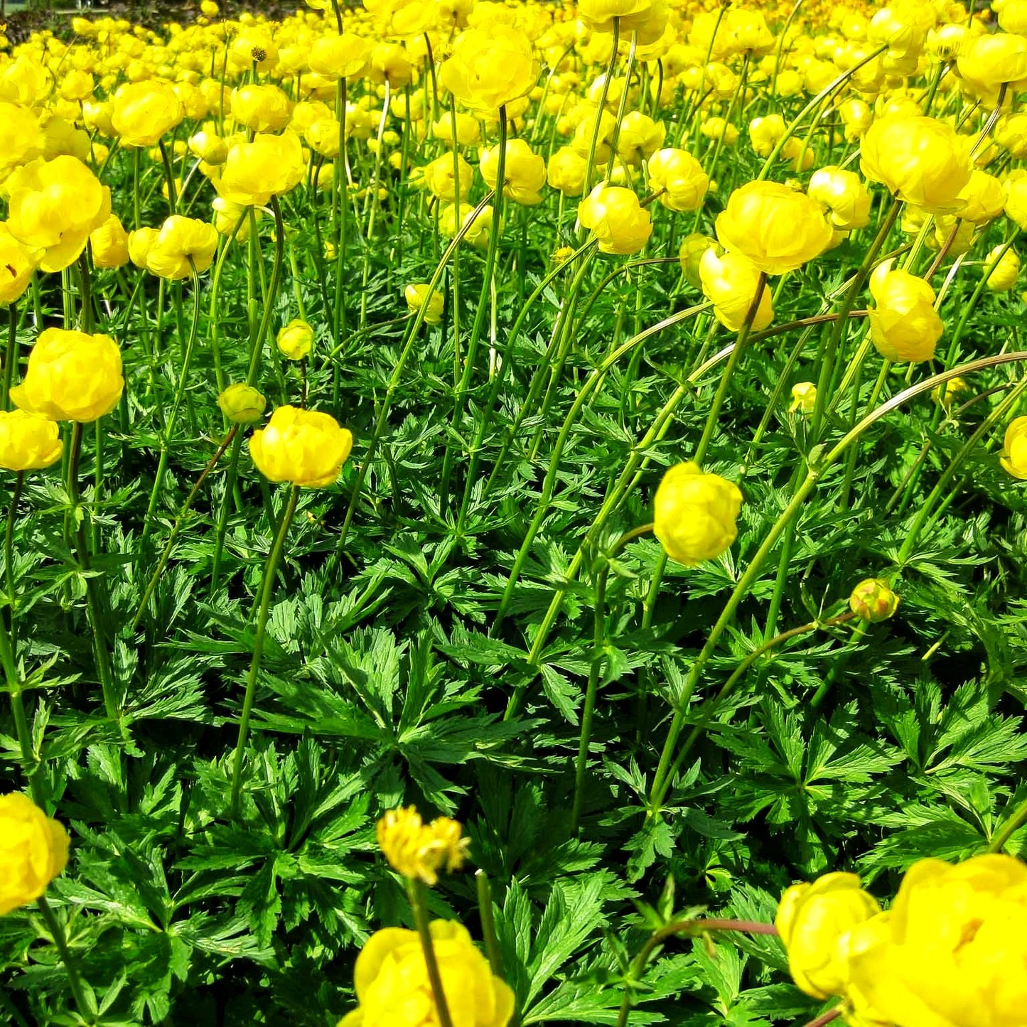 Garten-Trollblume 'Lemon Queen' (Trollius x cult.)