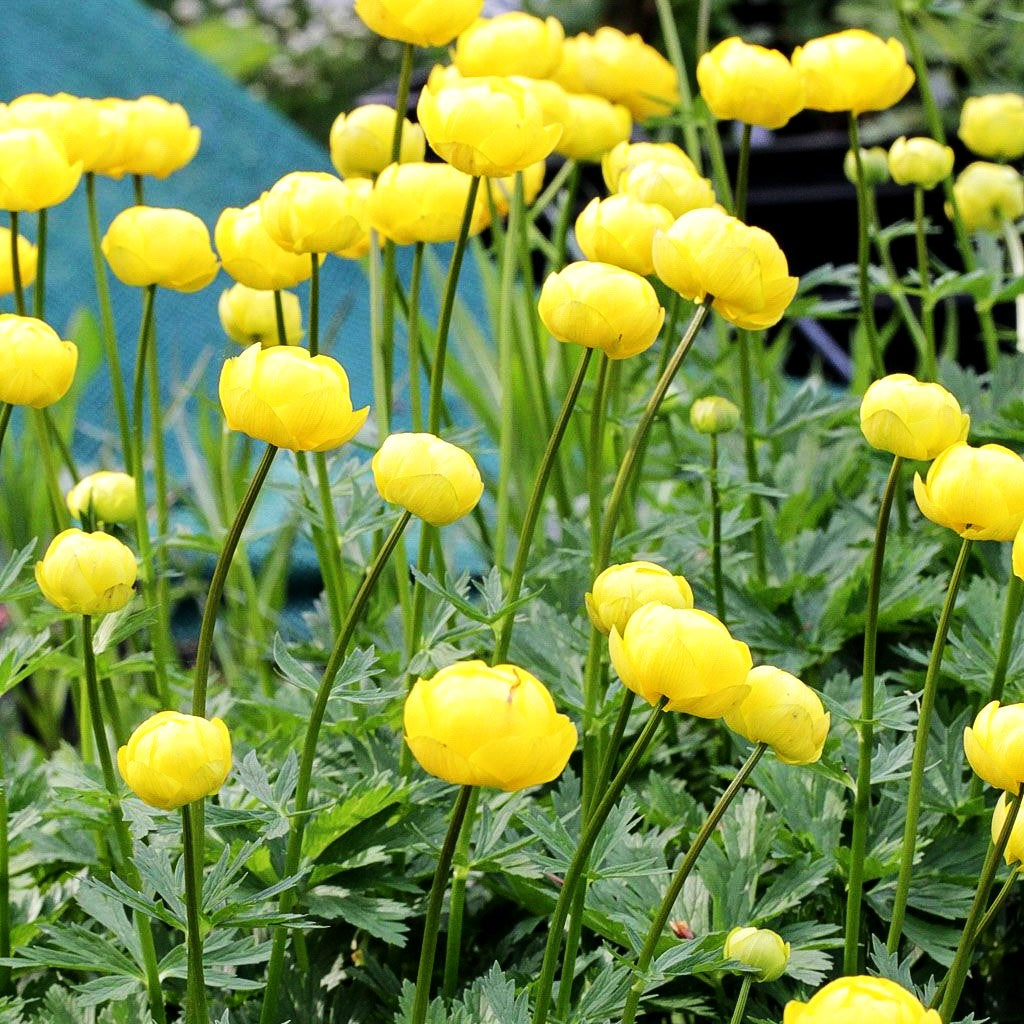 Garten-Trollblume 'Lemon Queen' (Trollius x cult.)