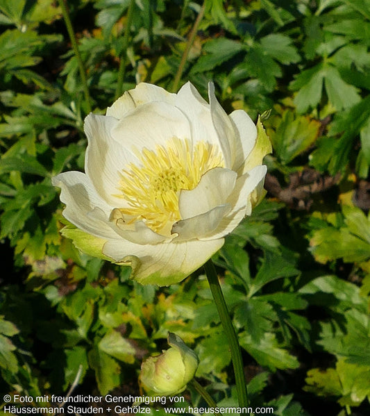 Garten-Trollblume 'New Moon' (Trollius x cult.)