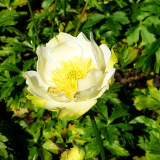 Garten-Trollblume 'New Moon' (Trollius x cult.)