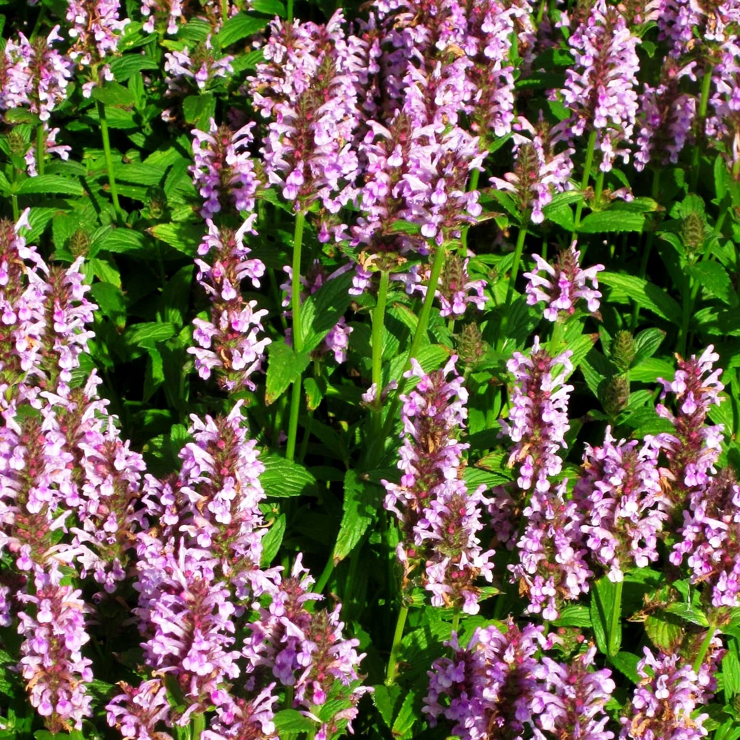 Geaderte Katzenminze 'Pink Cat' (Nepeta nervosa)