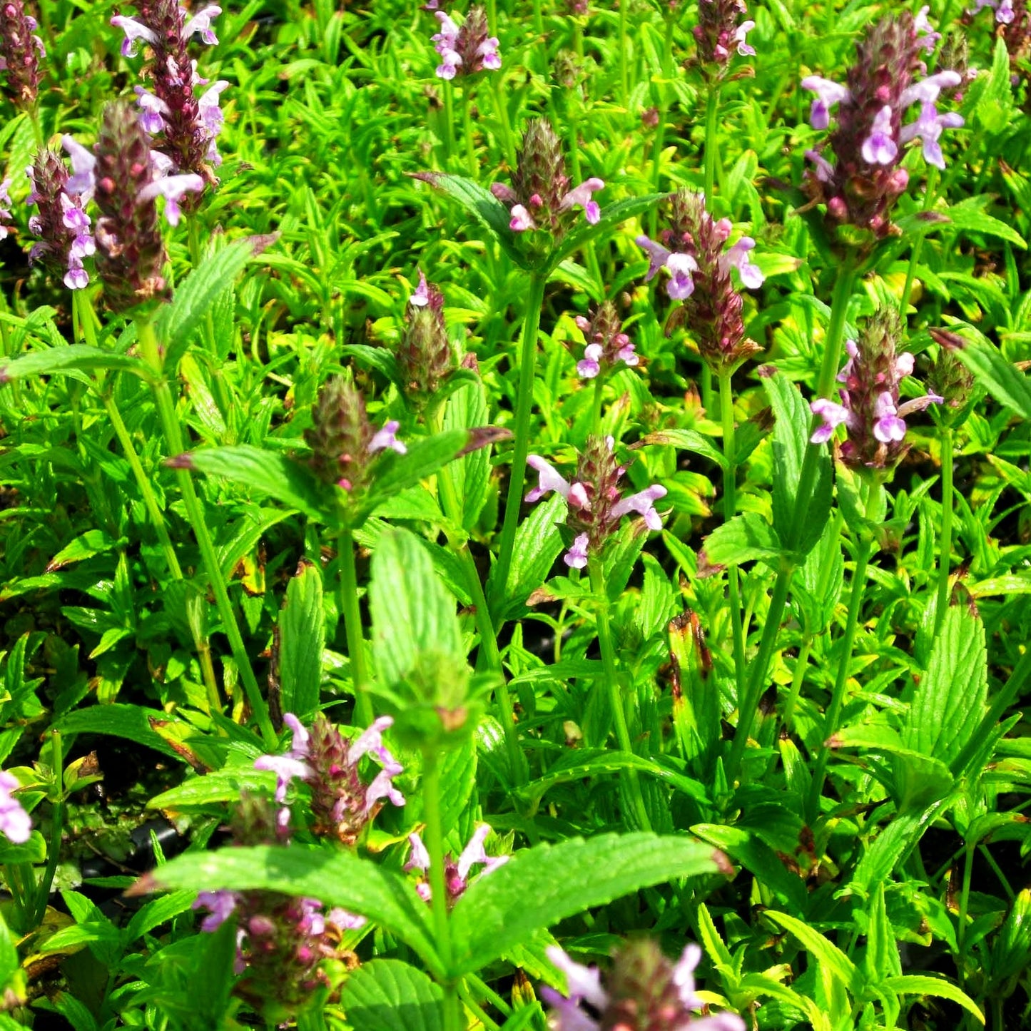 Geaderte Katzenminze 'Pink Cat' (Nepeta nervosa)