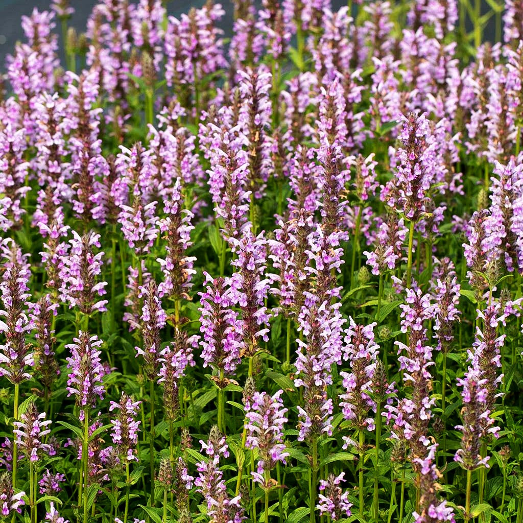 Geaderte Katzenminze 'Pink Cat' (Nepeta nervosa)