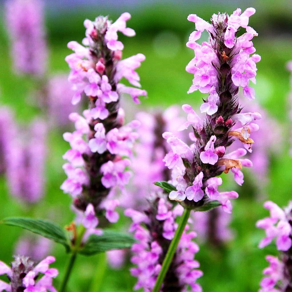 Geaderte Katzenminze 'Pink Cat' (Nepeta nervosa)