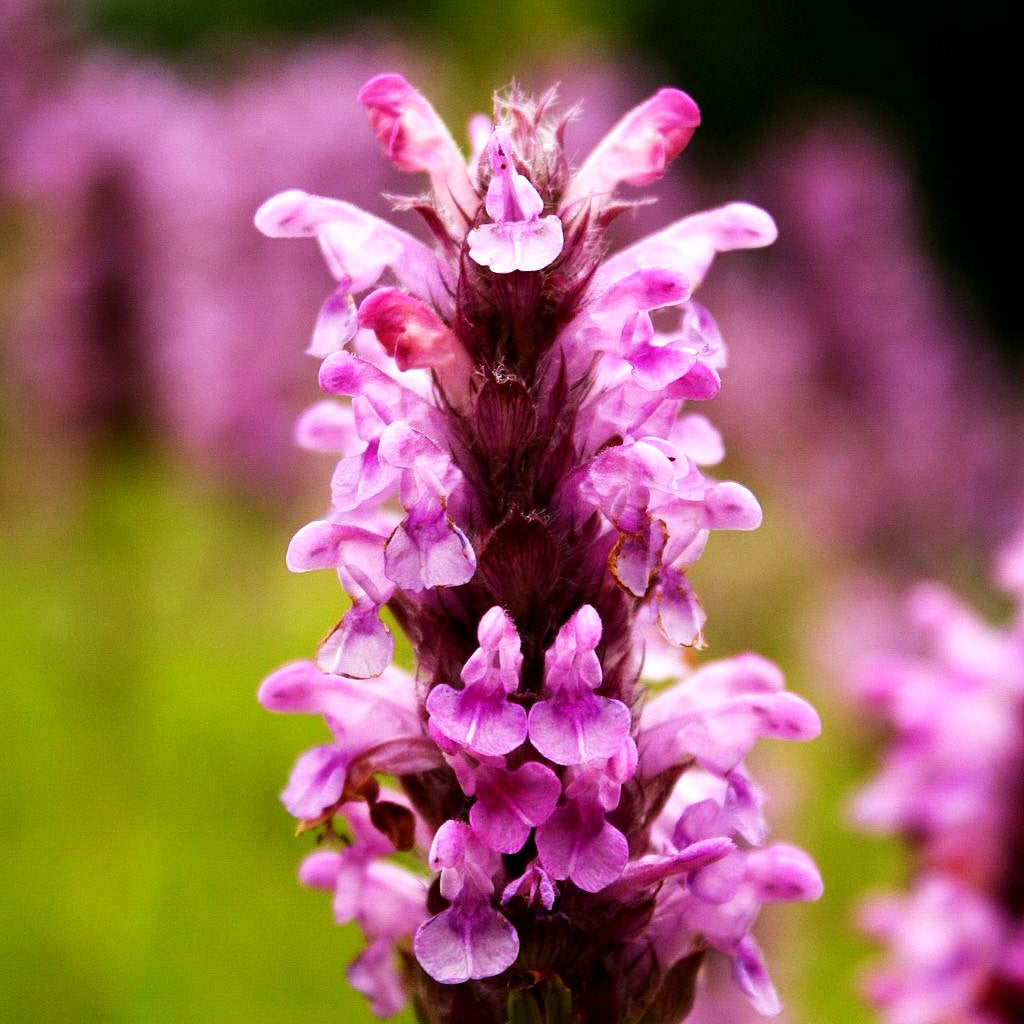 Geaderte Katzenminze 'Pink Cat' (Nepeta nervosa)
