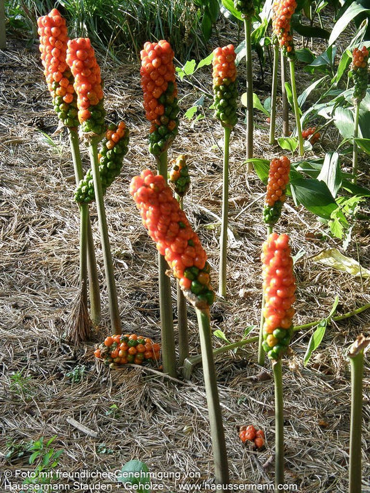 Geaderter Aronstab (Arum italicum)