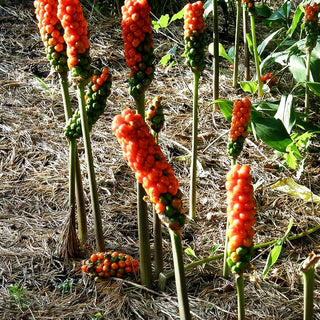 Geaderter Aronstab (Arum italicum)