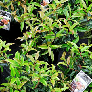 Gebogene Traubenheide 'Carinella' (Leucothoe fontanesia)
