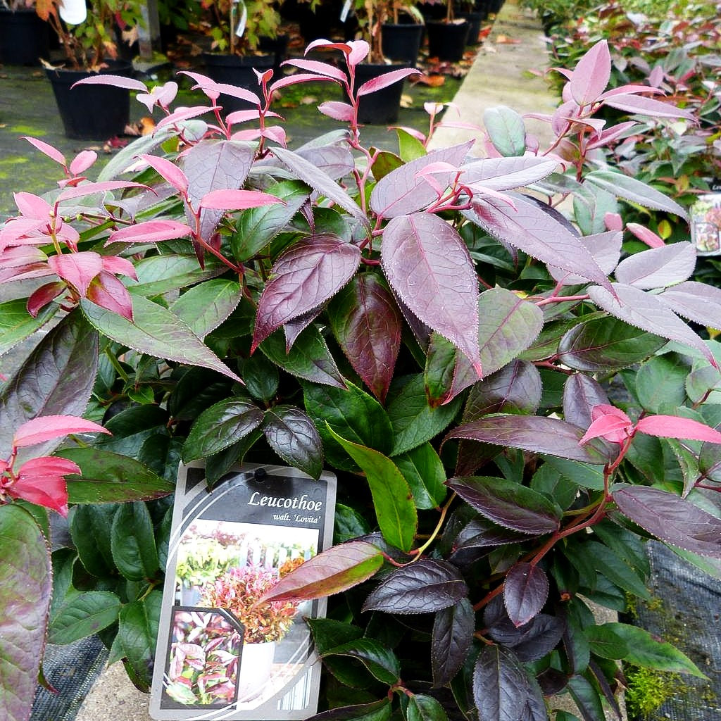 Gebogene Traubenheide 'Lovita' (Leucothoe fontanesia)