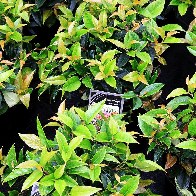 Gebogene Traubenheide 'Lovita' (Leucothoe fontanesia)