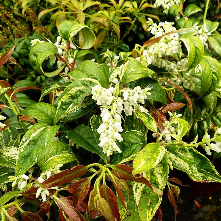 Gebogene Traubenheide 'Rainbow' (Leucothoe fontanesia)