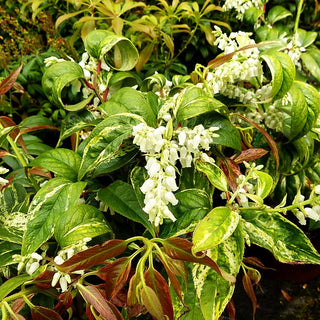 Gebogene Traubenheide 'Rainbow' (Leucothoe fontanesia)