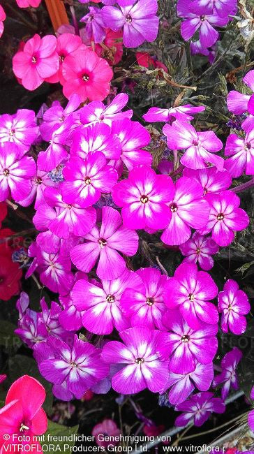 Gedrungene Flammenblume 'Flame Pro Violet Charm' (Phlox pan.)