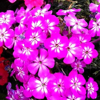Gedrungene Flammenblume 'Flame Pro Violet Charm' (Phlox pan.)