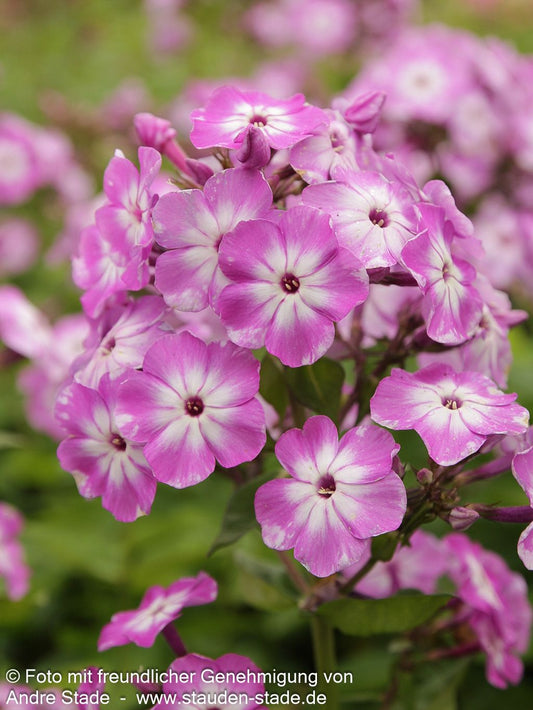 Gedrungene Flammenblume 'Flame Purple Eye' (Phlox pan.)
