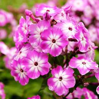Gedrungene Flammenblume 'Flame Purple Eye' (Phlox pan.)