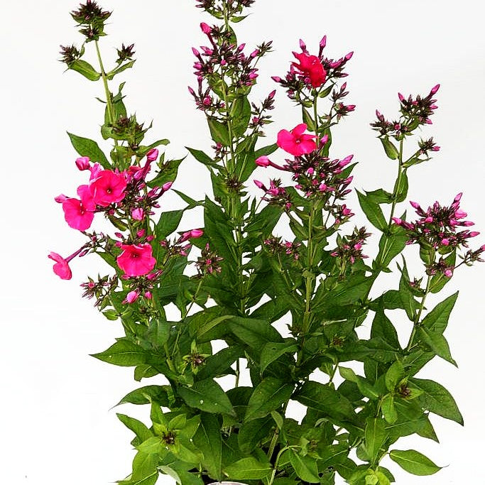 Gedrungene Flammenblume 'Peacock Cherry Red' (Phlox paniculata)