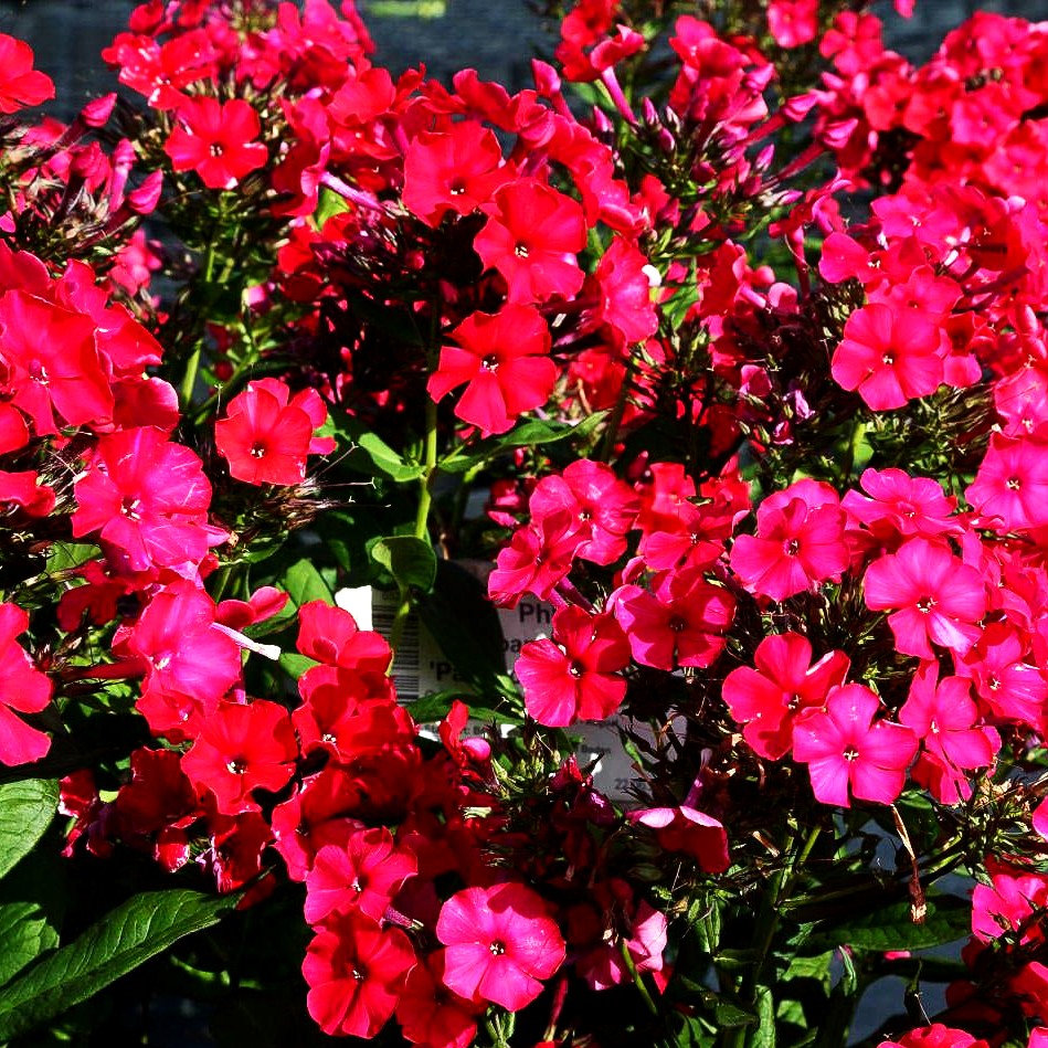 Gedrungene Flammenblume 'Peacock Cherry Red' (Phlox paniculata)