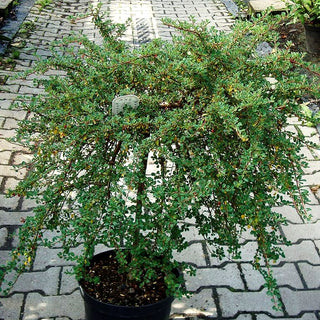 Gedrungene Zwergmispel (Cotoneaster congestus)